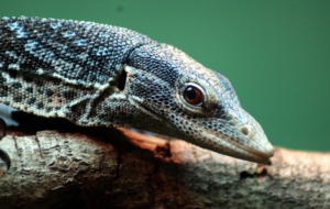 Blue Spotted Tree Monitor Widescreen
