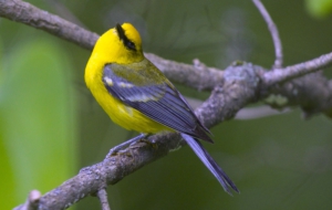 Blue Winged Warbler HD Wallpaper