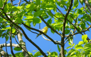 Blue Winged Warbler High Definition Wallpapers