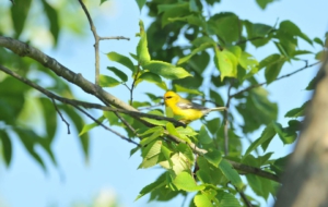 Blue Winged Warbler Images