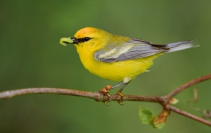 Blue Winged Warbler Wallpapers