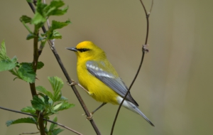 Blue Winged Warbler Wallpapers HD