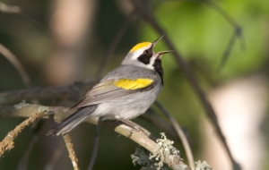 Blue Winged Warbler Widescreen