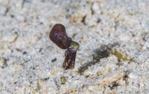 Bobtail Squid Computer Wallpaper