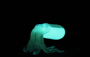 Bobtail Squid High Definition Wallpapers