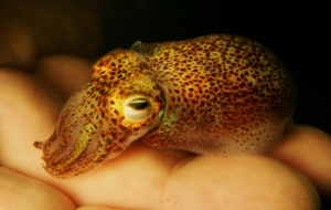 Bobtail Squid High Quality Wallpapers