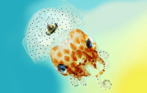 Bobtail Squid Images