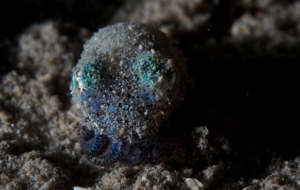 Bobtail Squid Photos