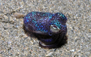 Bobtail Squid Pictures