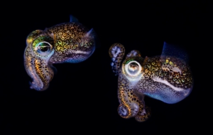 Bobtail Squid Wallpapers