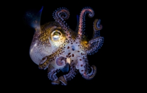 Bobtail Squid Wallpapers HD