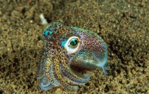 Bobtail Squid Widescreen