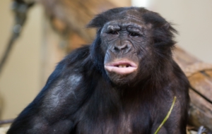 Bonobo Background