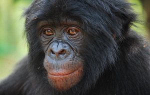 Bonobo Computer Wallpaper