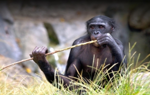 Bonobo Pictures