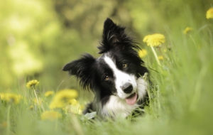 Border Collie Desktop Images