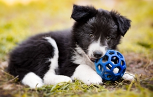Border Collie Free Images
