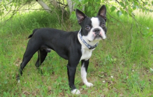 Boston Terrier Computer Wallpaper