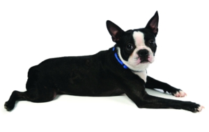 Boston Terrier HD Background