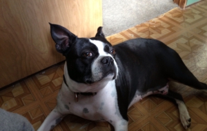 Boston Terrier HD Wallpaper