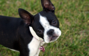 Boston Terrier Images