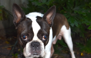 Boston Terrier Wallpaper