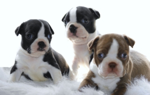 Boston Terrier Widescreen