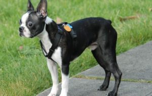 Boston Terrier For Desktop