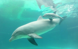 Bottlenose Dolphin 4K