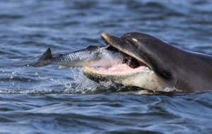 Bottlenose Dolphin Background