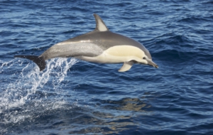 Bottlenose Dolphin Desktop