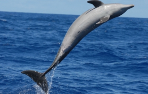 Bottlenose Dolphin HD