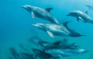Bottlenose Dolphin HD Background