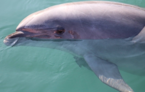 Bottlenose Dolphin HD Desktop