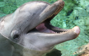 Bottlenose Dolphin High Definition