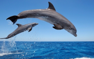 Bottlenose Dolphin For Desktop