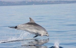Bottlenose Dolphin Full HD
