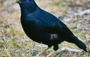 Bowerbird Computer Wallpaper