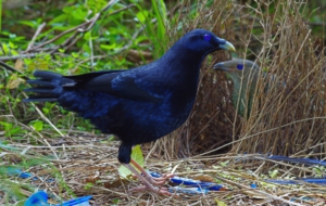 Bowerbird High Definition Wallpapers