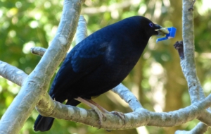 Bowerbird Photos