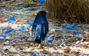 Bowerbird Pictures