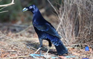 Bowerbird Wallpapers