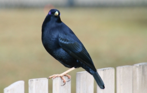 Bowerbird Wallpapers HD