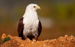 Brahminy Kite Photos