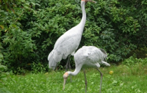 Brolga Computer Wallpaper