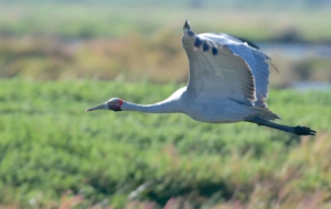 Brolga High Quality Wallpapers