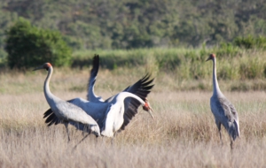 Brolga Photos