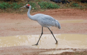 Brolga Widescreen