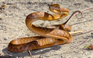 Brown Tree Snake Computer Wallpaper