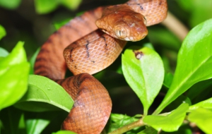 Brown Tree Snake Pictures